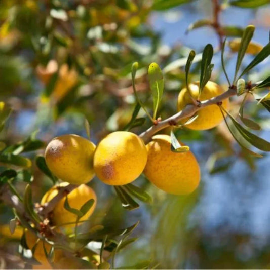 100% Pure Moroccan Argan Oil Gold for Hair And Skin